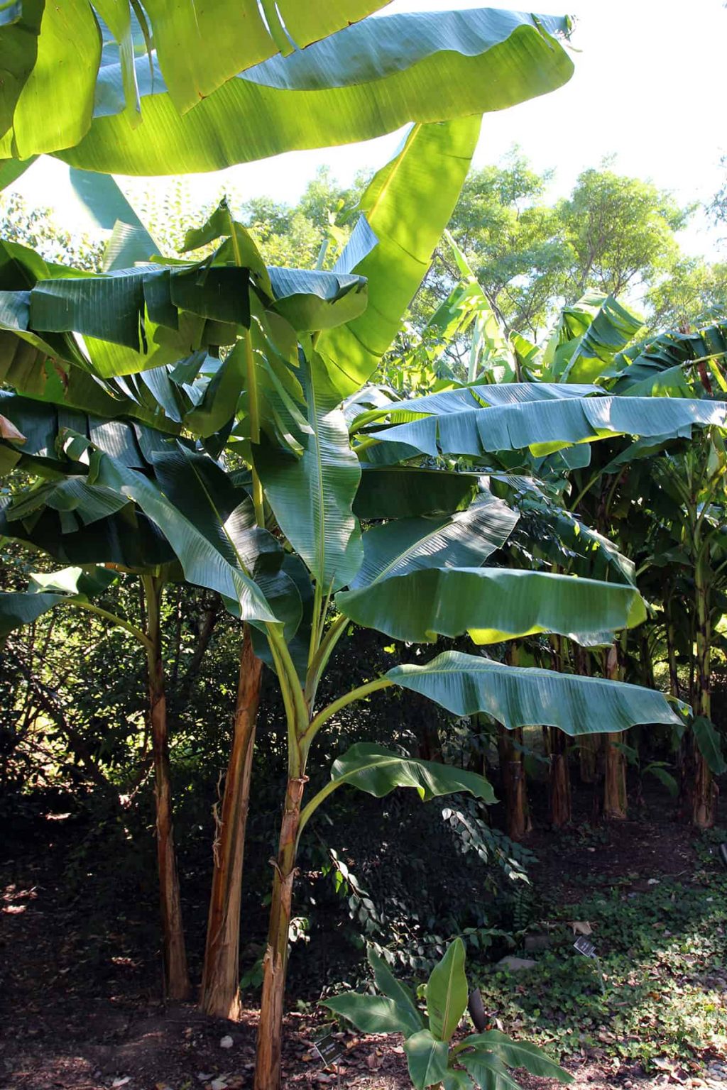 Types Of Banana Plants With Pictures Plantglossary