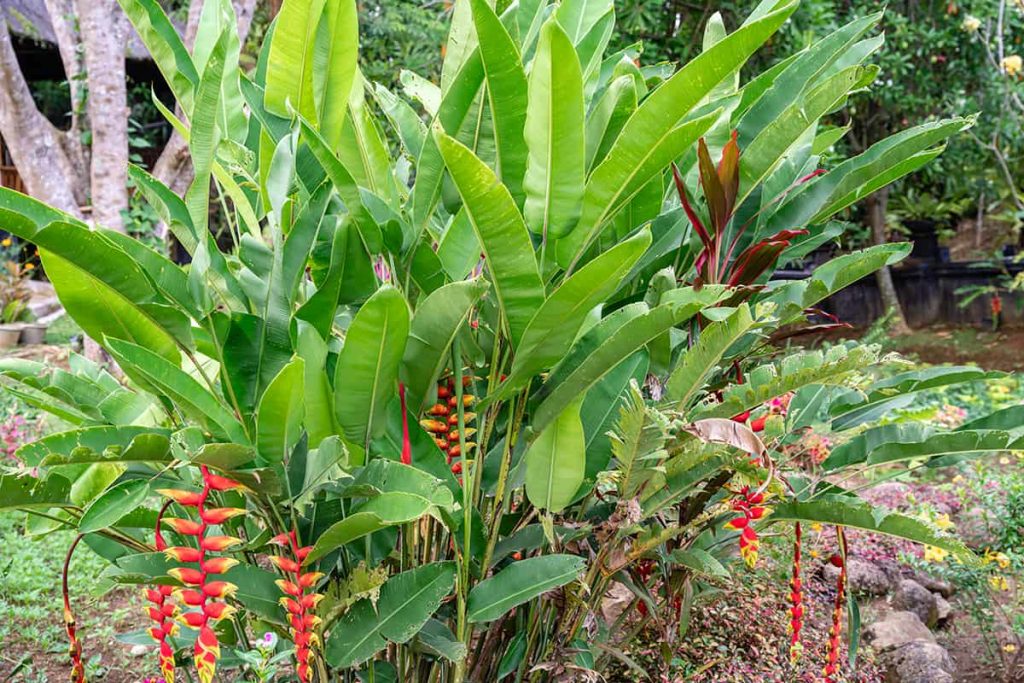 5 Plants That Look Like A Banana Tree Plantglossary