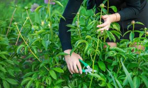 When To Cut Back Peonies Plantglossary