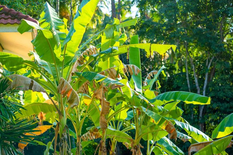 5 Plants That Look Like A Banana Tree Plantglossary