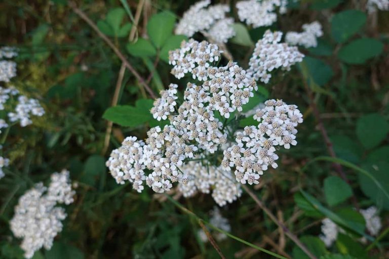 13 Beautiful Plants That Attract Dragonflies Plantglossary