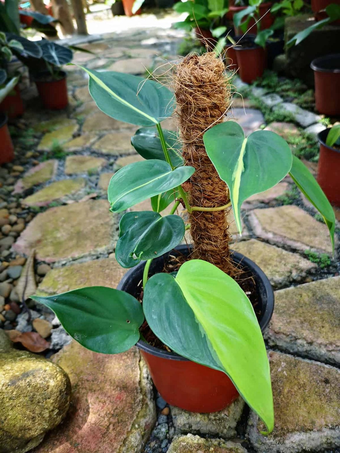 How to Propagate Philodendron Brasil - Plantglossary