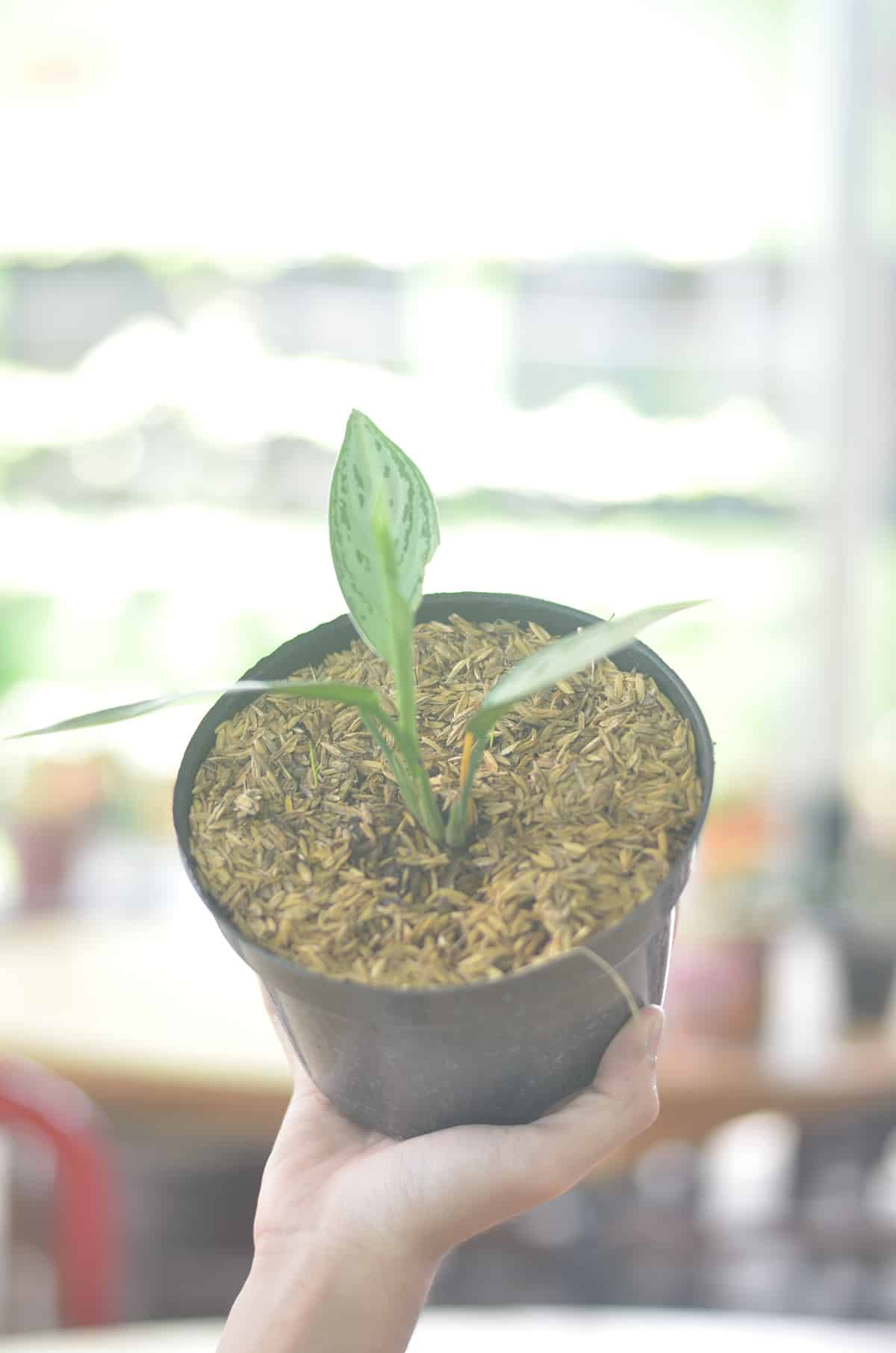 Can You Propagate a Philodendron Birkin