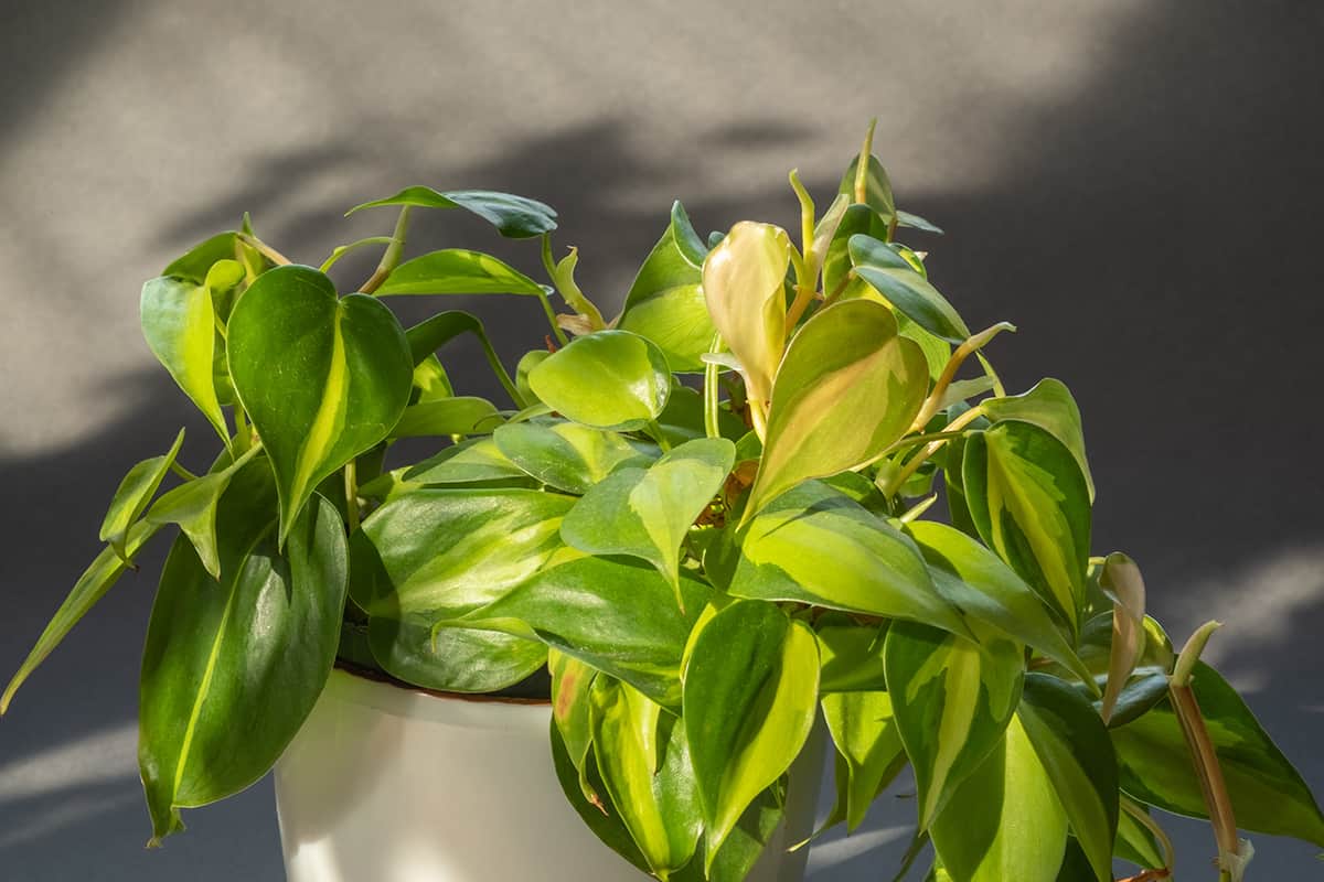 Extend the Life of your Philodendron Light