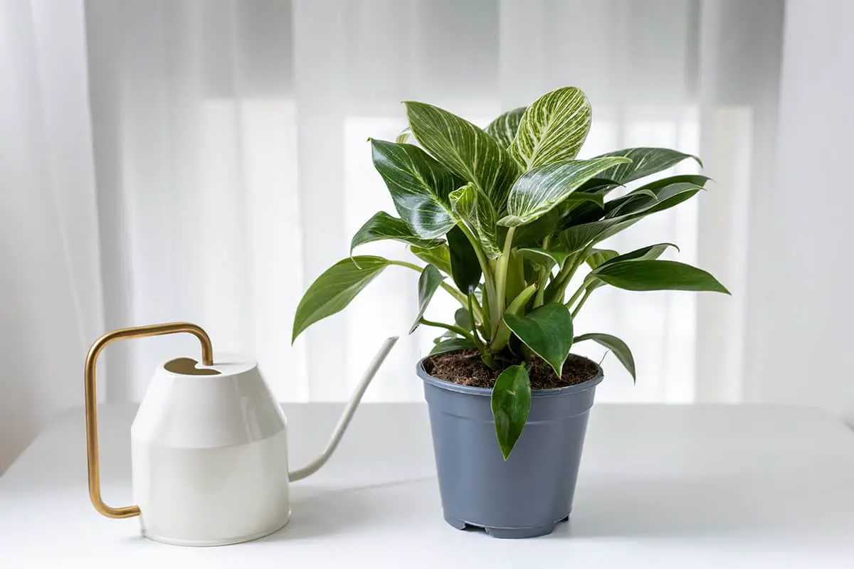 Extend the Life of your Philodendron Water