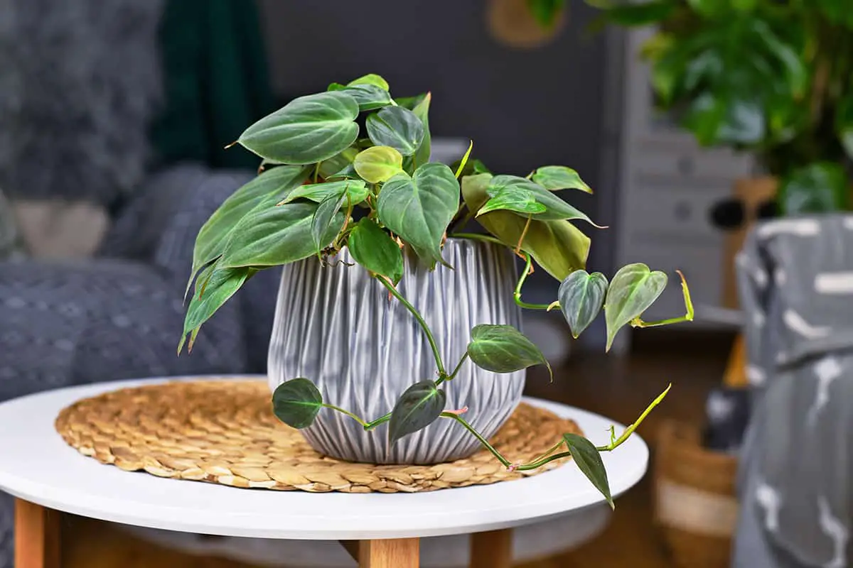 How long does a philodendron live