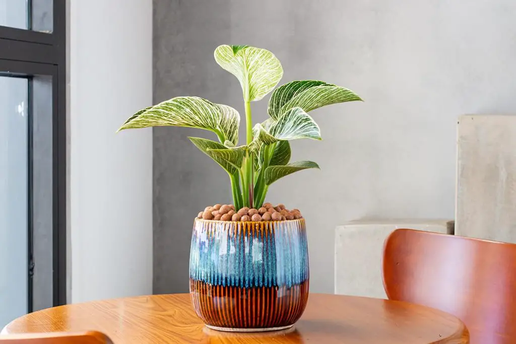 How Much Does a Philodendron Cost? - Plantglossary