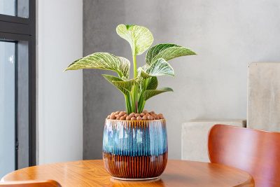 How much does a philodendron cost