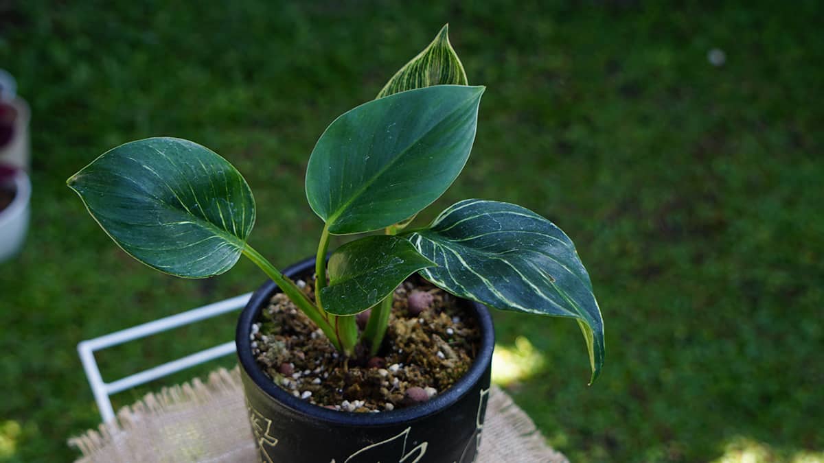 How to Care for your Philodendron Birkin Humidity