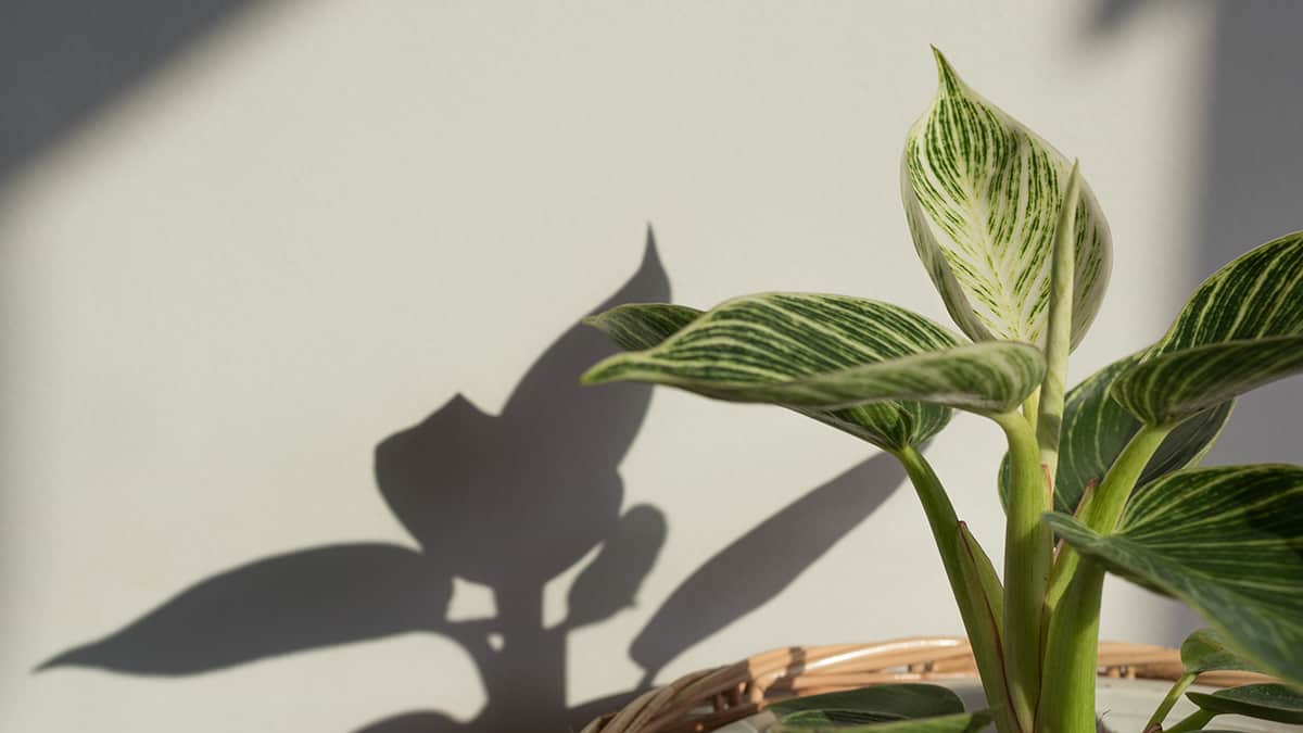 How to Care for your Philodendron Birkin Light