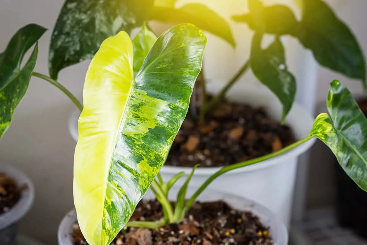 How to Care for your Philodendron Burle Marx Light