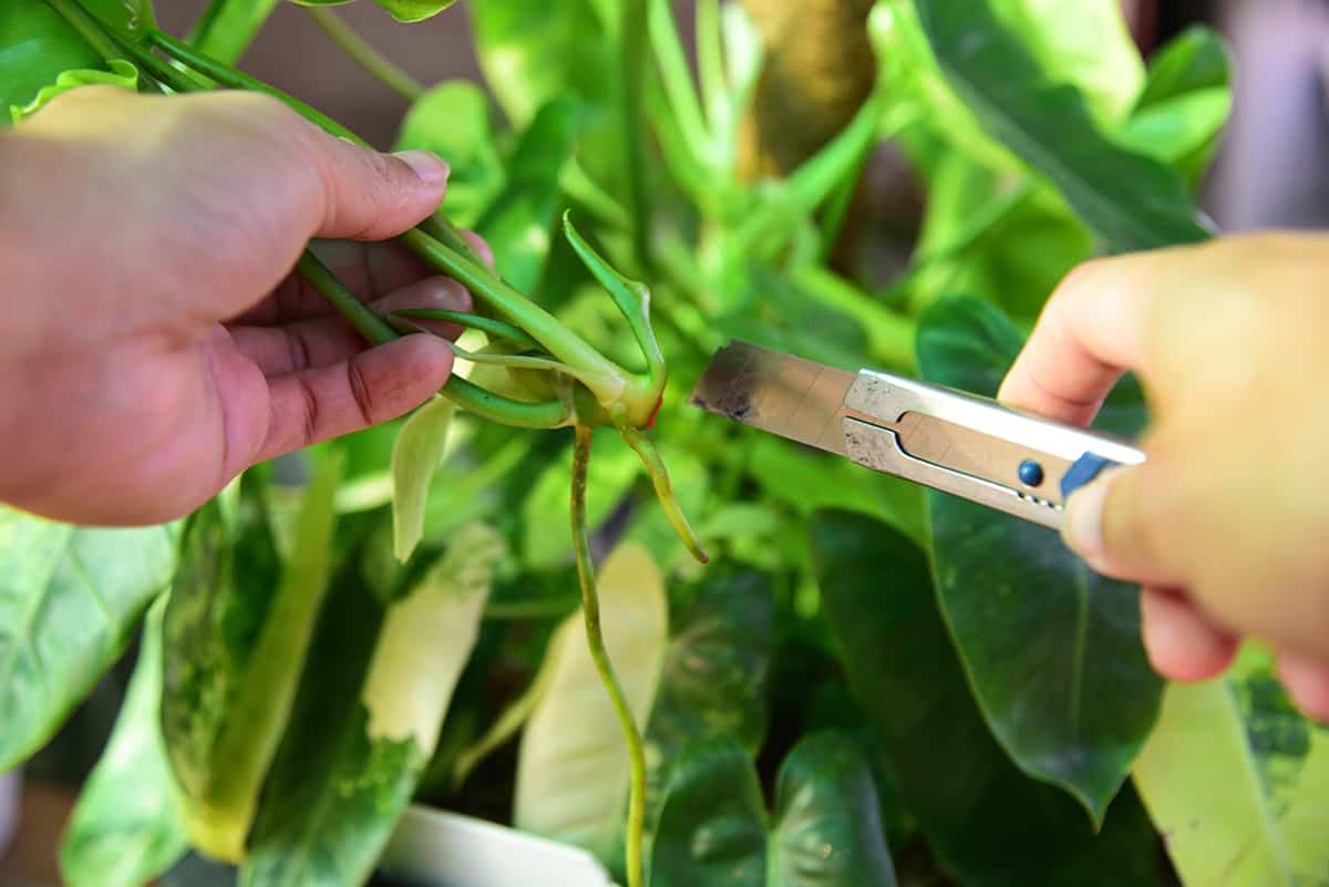 How to Care for your Philodendron Burle Marx Propagation