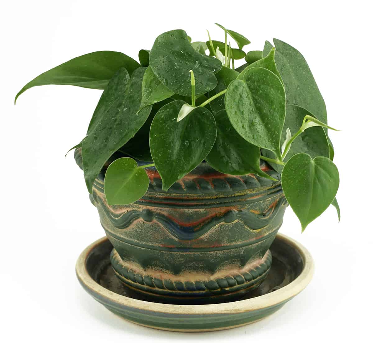 How to Care for your Philodendron Cordatum Humidity