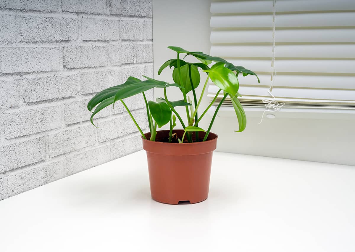 How to Care for your Philodendron Cordatum Light