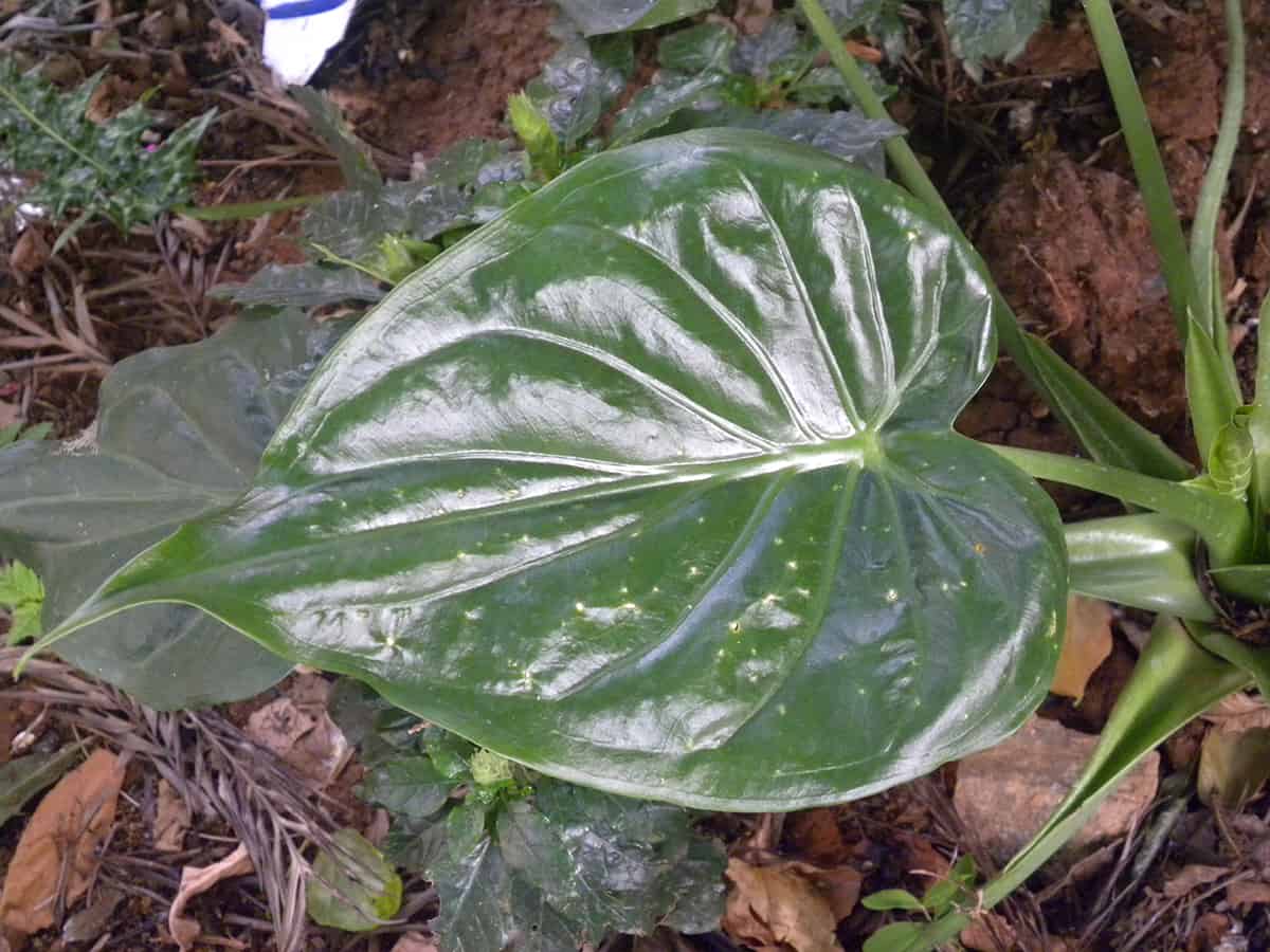 How to Care for your Philodendron Cordatum Soil
