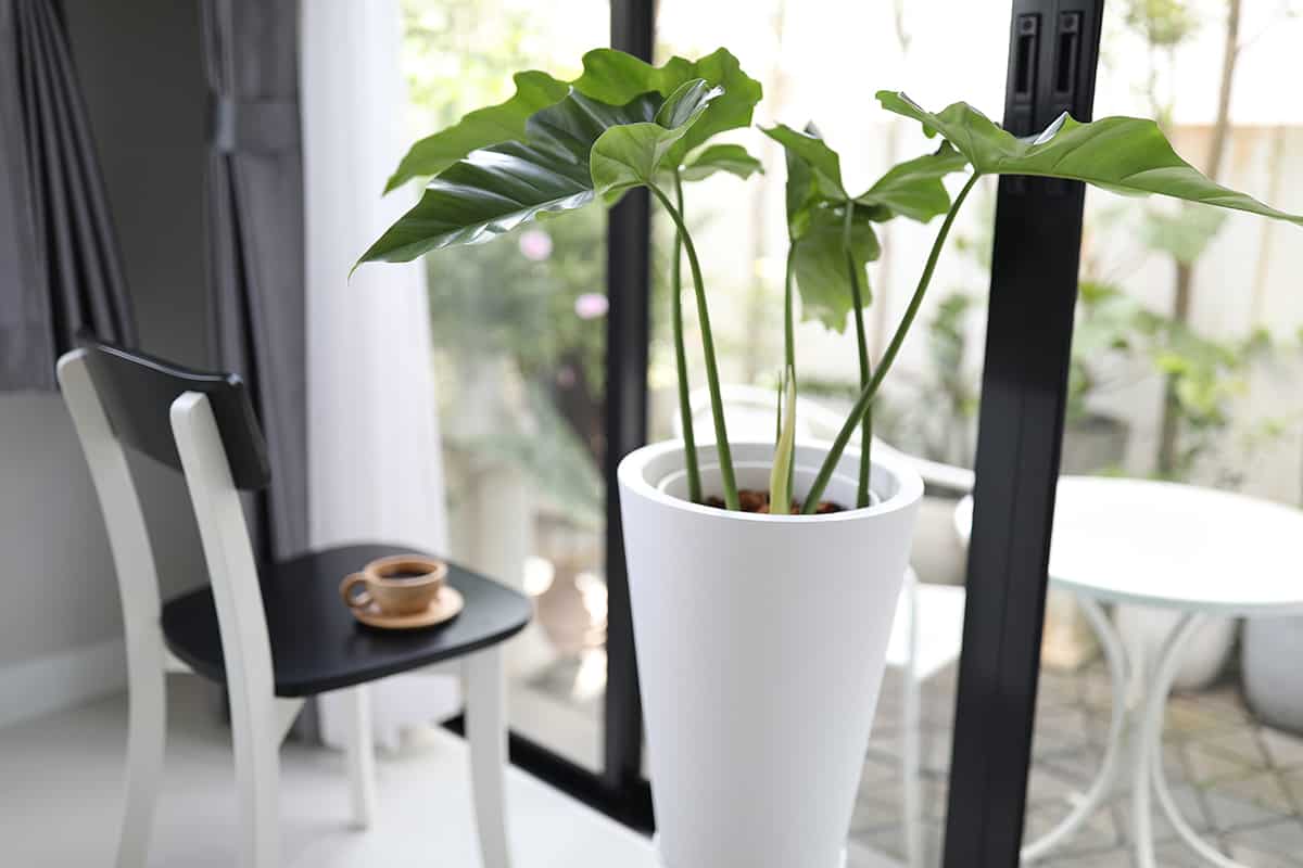 How to Care for your Philodendron Giganteum Humidity