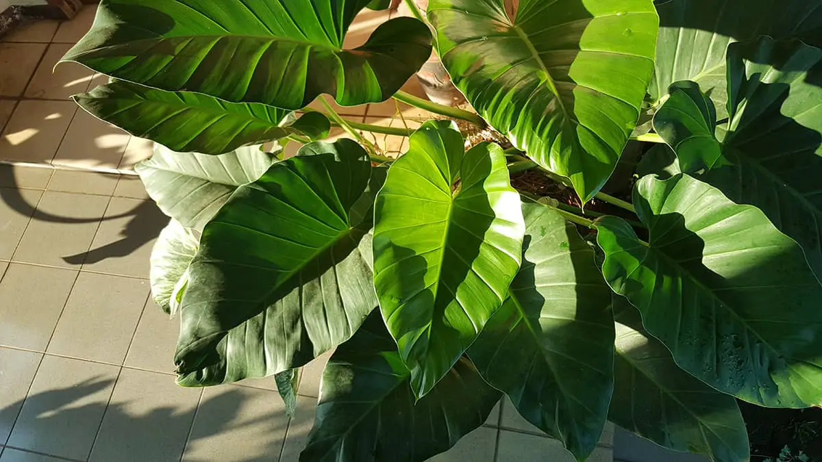 How to Care for your Philodendron Giganteum Light