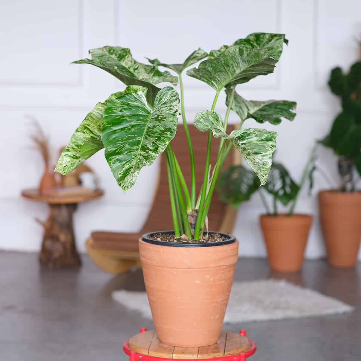 How to Care for your Philodendron Giganteum Potting