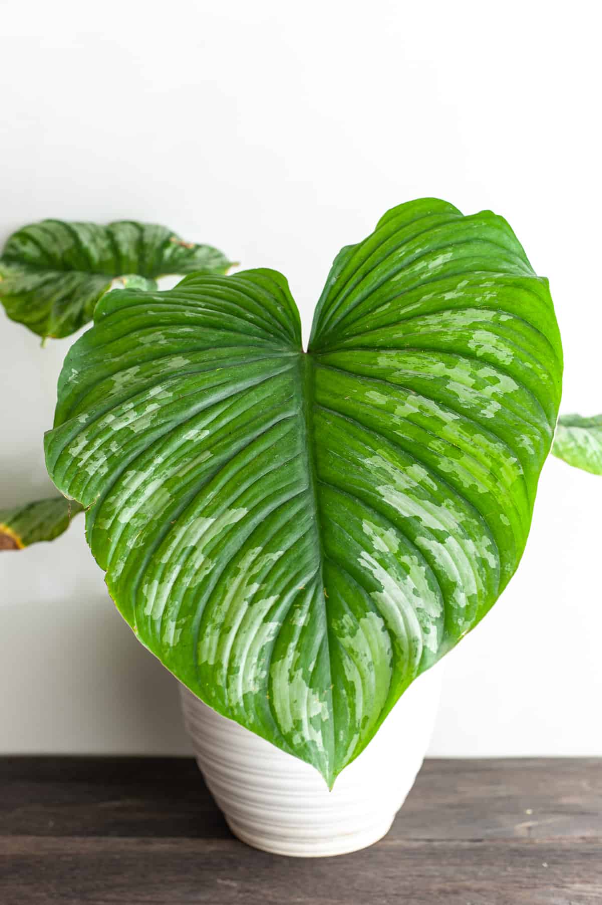 How to Care for your Philodendron Mamei Light