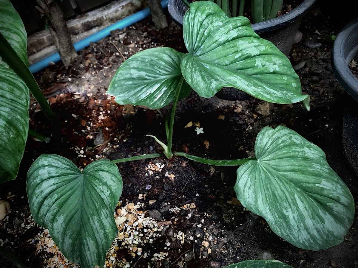 How to Care for your Philodendron Mamei Soil