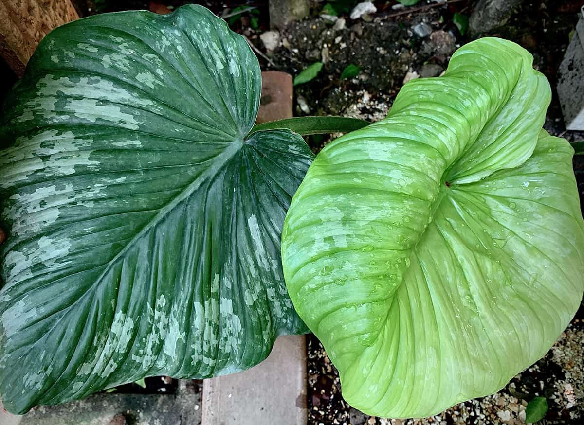 How to Care for your Philodendron Mamei Temperature