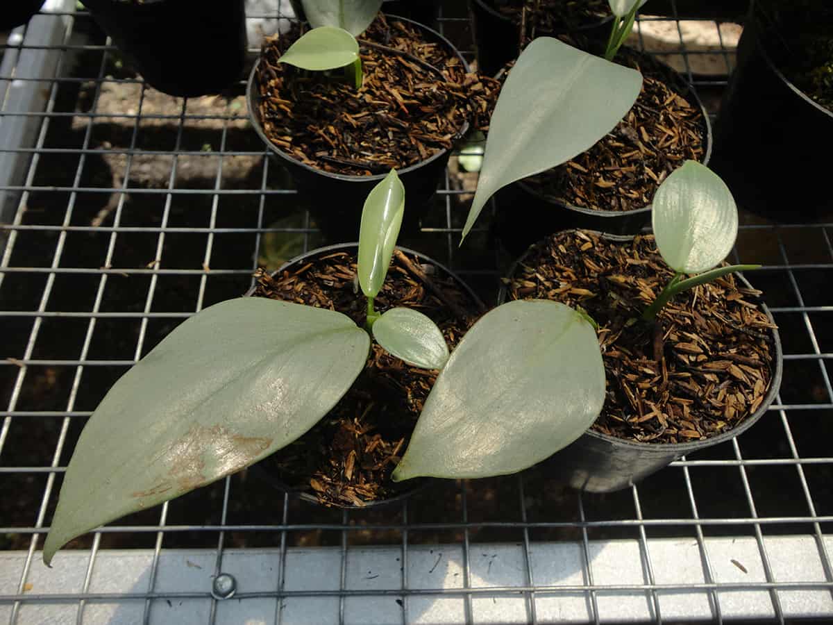 How to Care for your Silver Sword Philodendron Soil