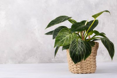 Philodendron Birkin Growing and Care Guide