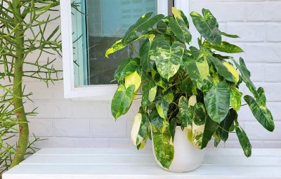 Philodendron Burle Marx Growing and Care Guide