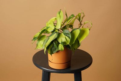 Philodendron Cordatum Growing and Care Guide
