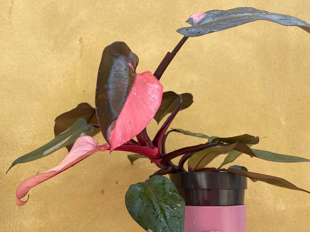 Philodendron Erubescens ‘Pink Princess’