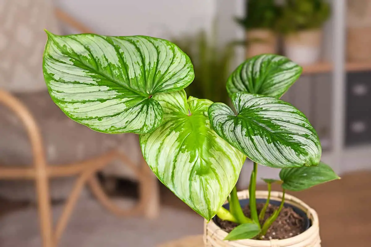 Philodendron Mamei Growing and Care Guide