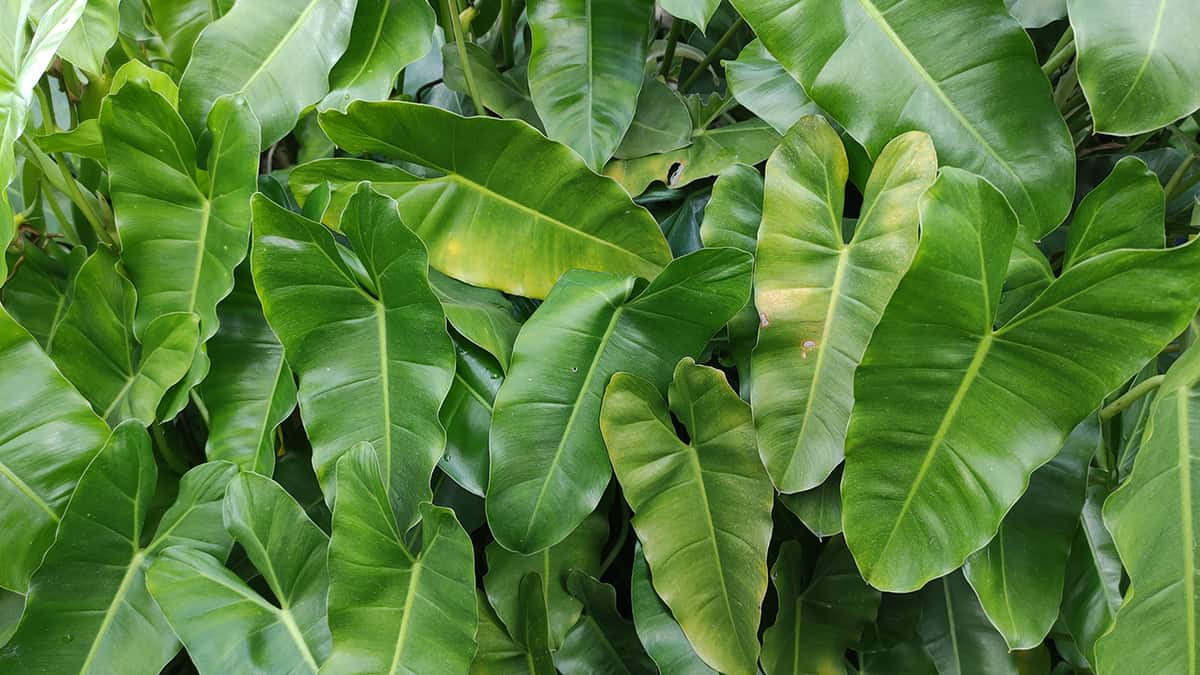 Philodendron Spiritus Sancti