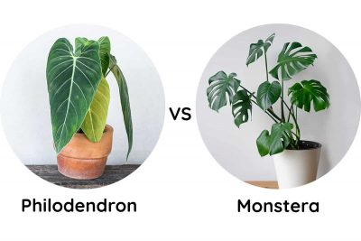 Philodendron vs Monstera