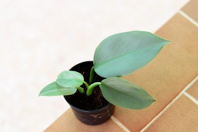 Silver Sword Philodendron Growing and Care Guide