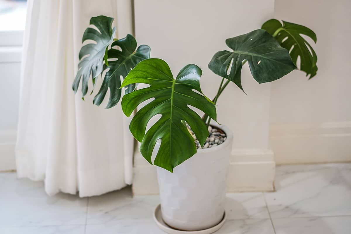 Why are Philodendrons and Monsteras sometimes confused