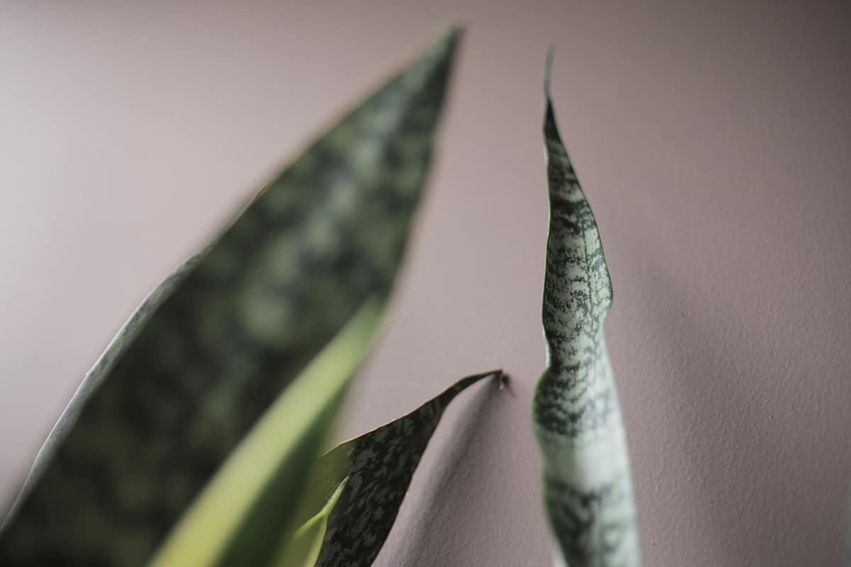 Black Coral Snake Plant Humidity