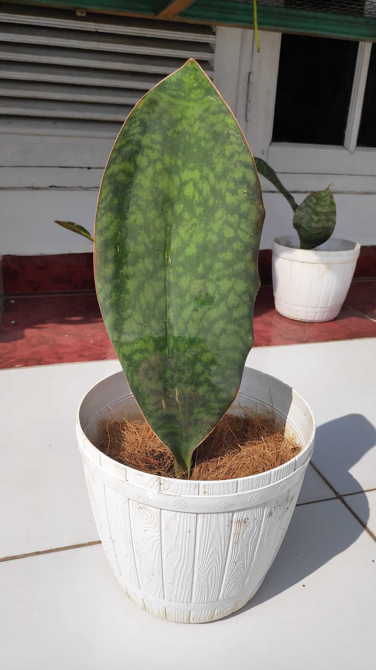 Light Whale Fin Snake Plant