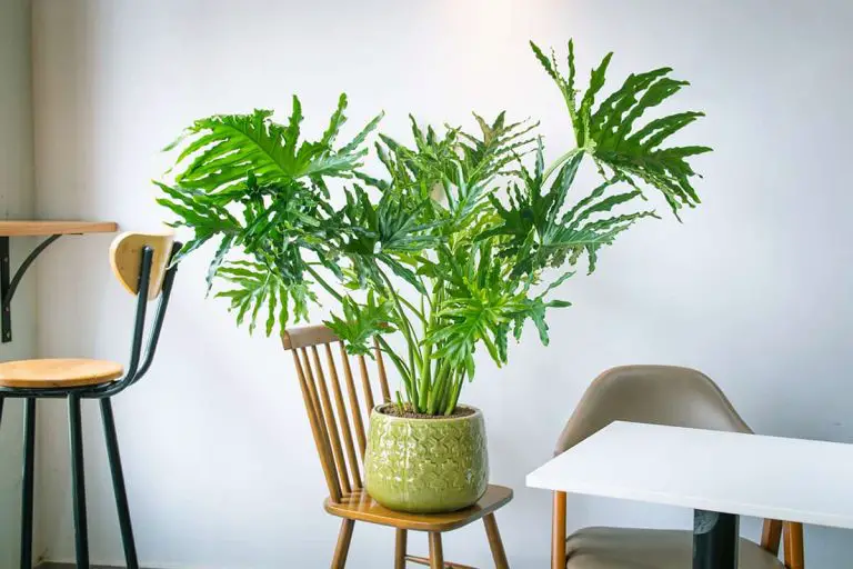 12 Different Types of Philodendrons (with Pictures) - Plantglossary