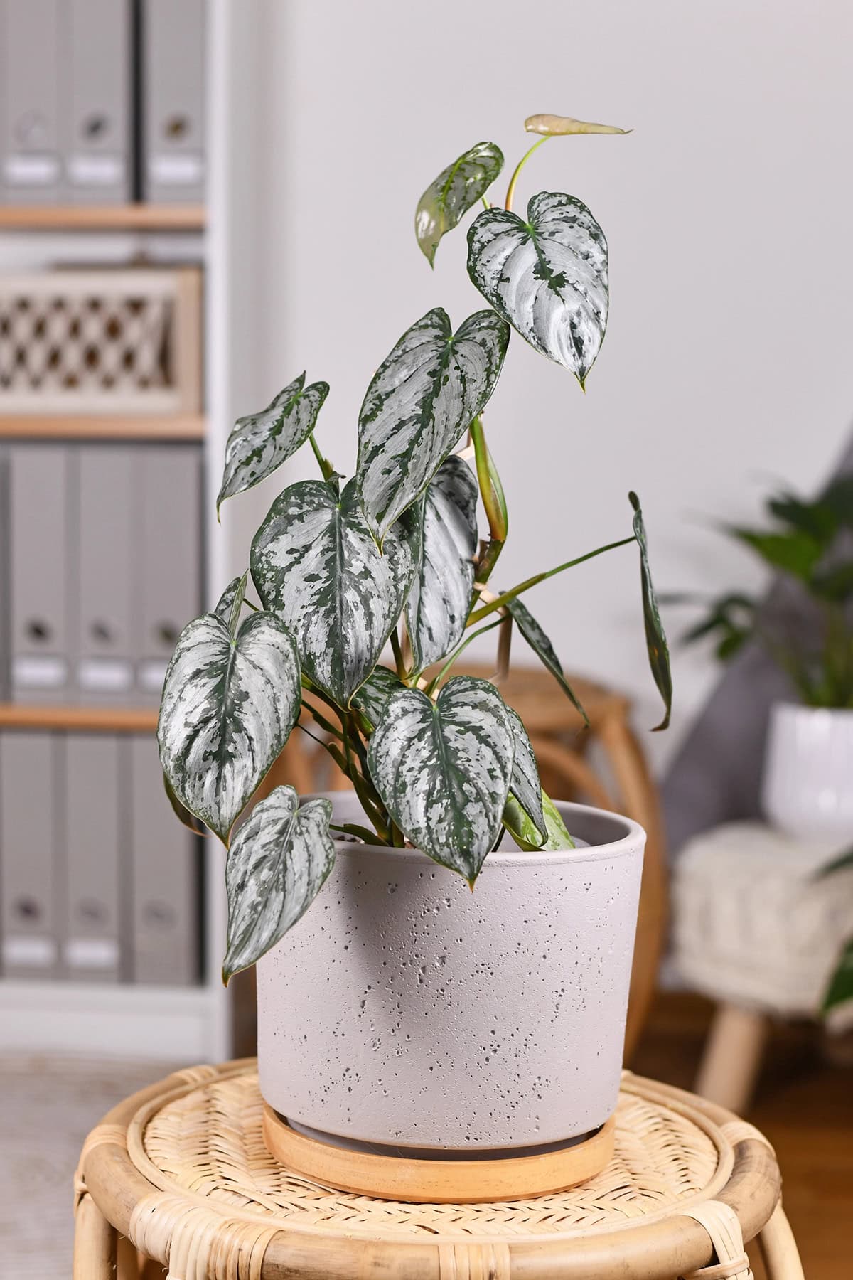 Philodendron brandtianum