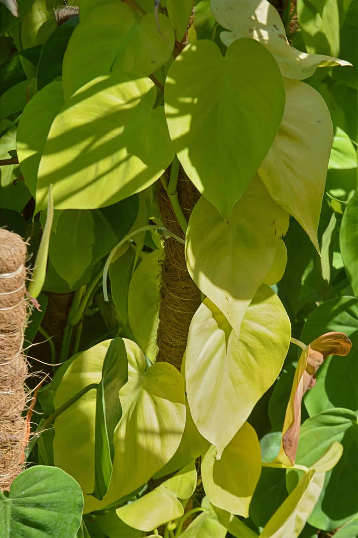 Philodendron cordatum