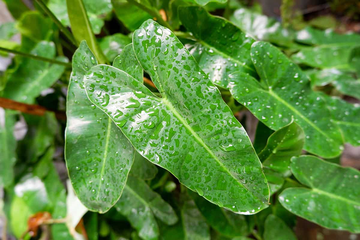 Philodendron domesticum