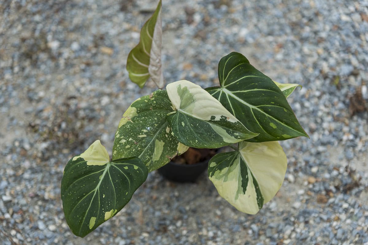 Philodendron gloriosum
