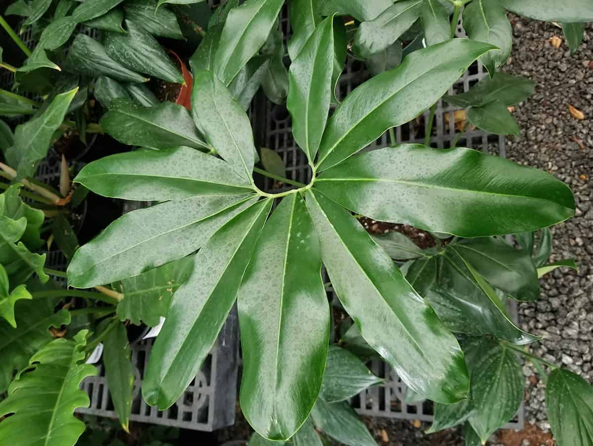 Philodendron goeldii