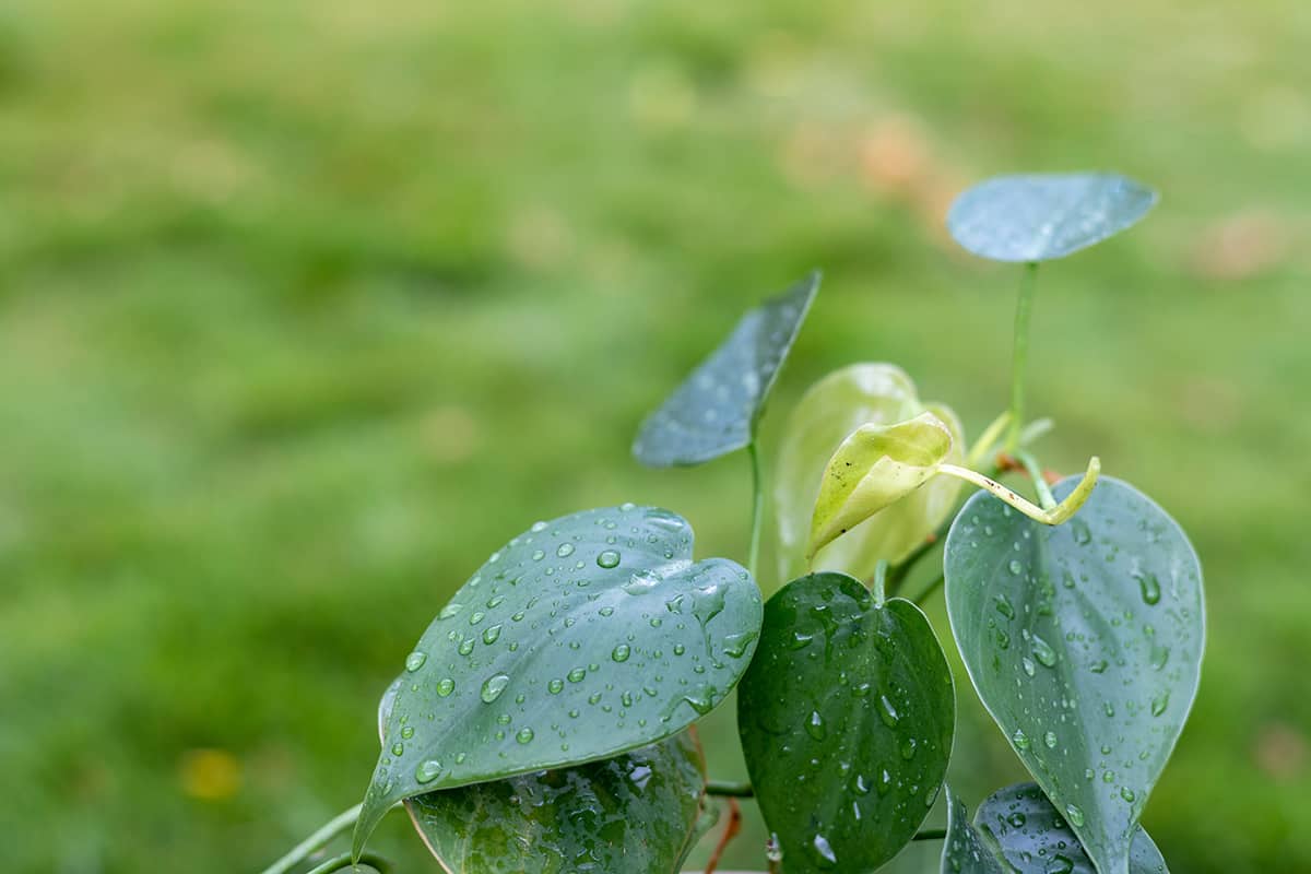 Philodendron hederaceum