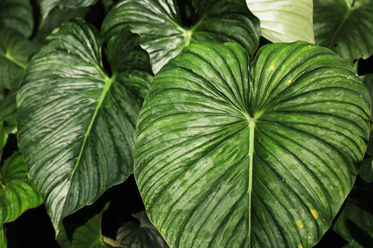 Philodendron mamei