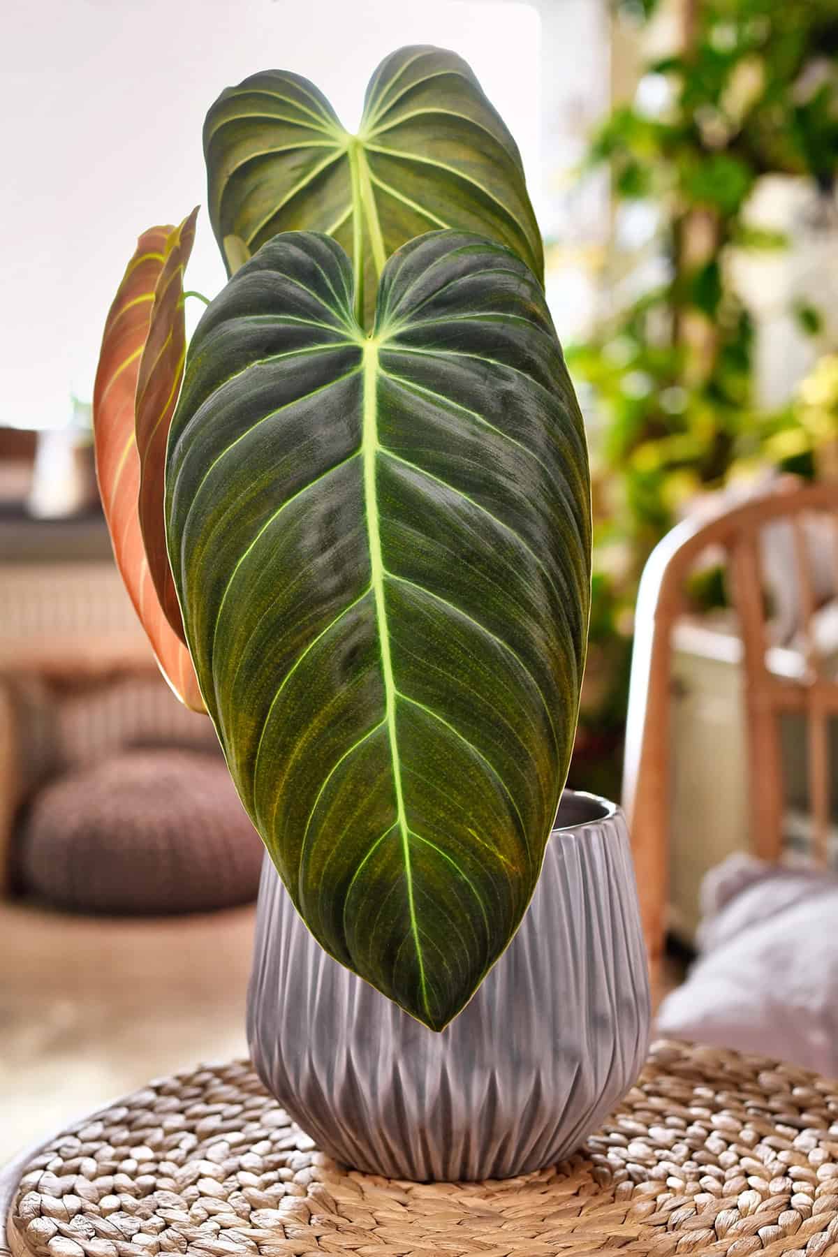 Philodendron melanochrysum