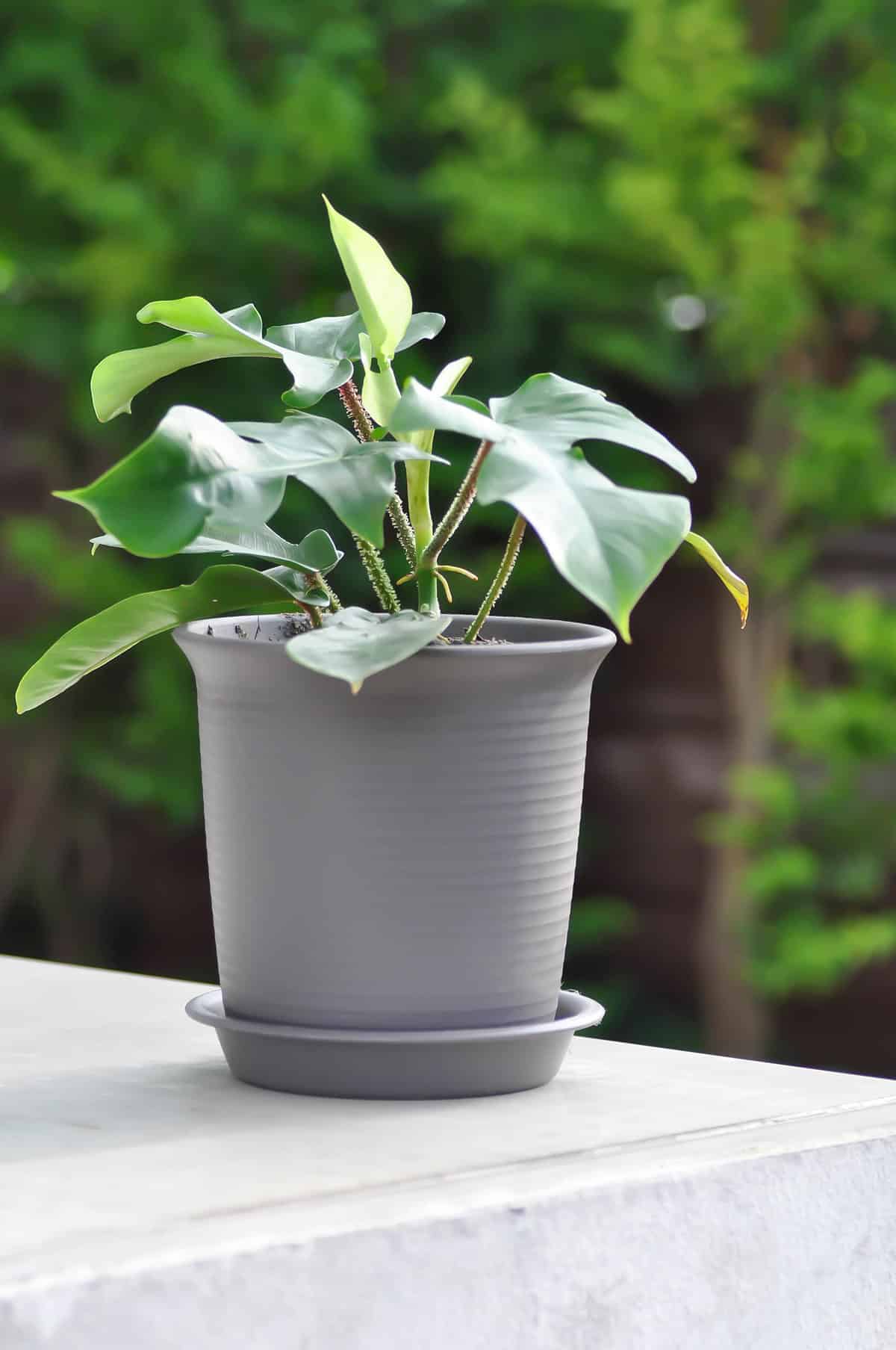 Philodendron pedatum