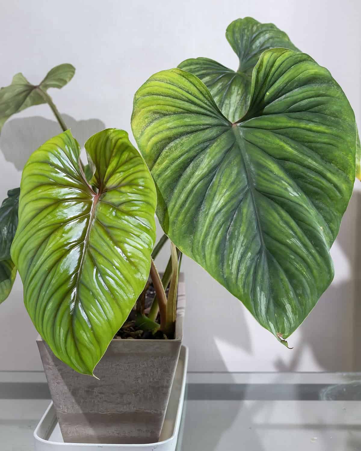 Philodendron plowmanii
