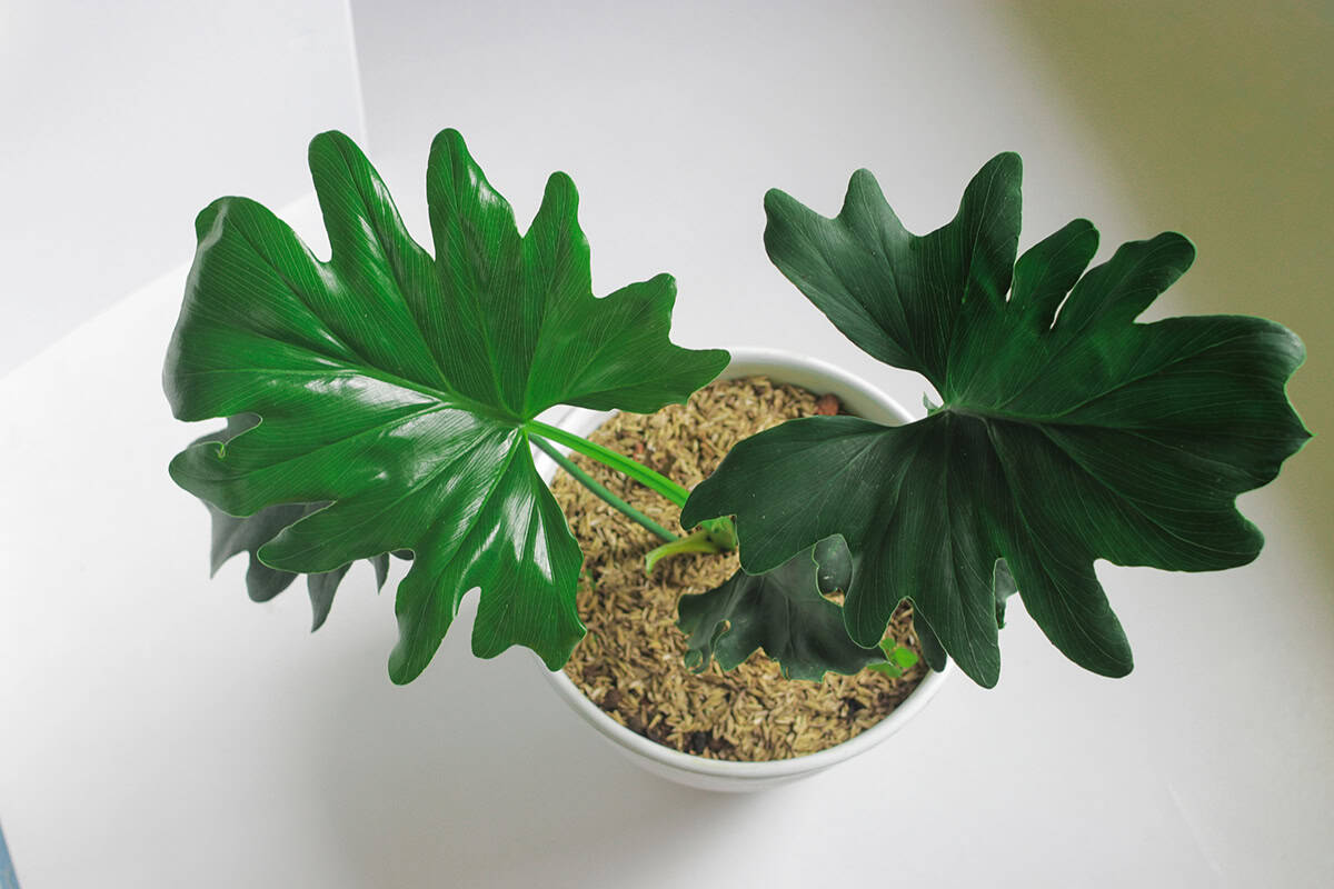 Philodendron selloum