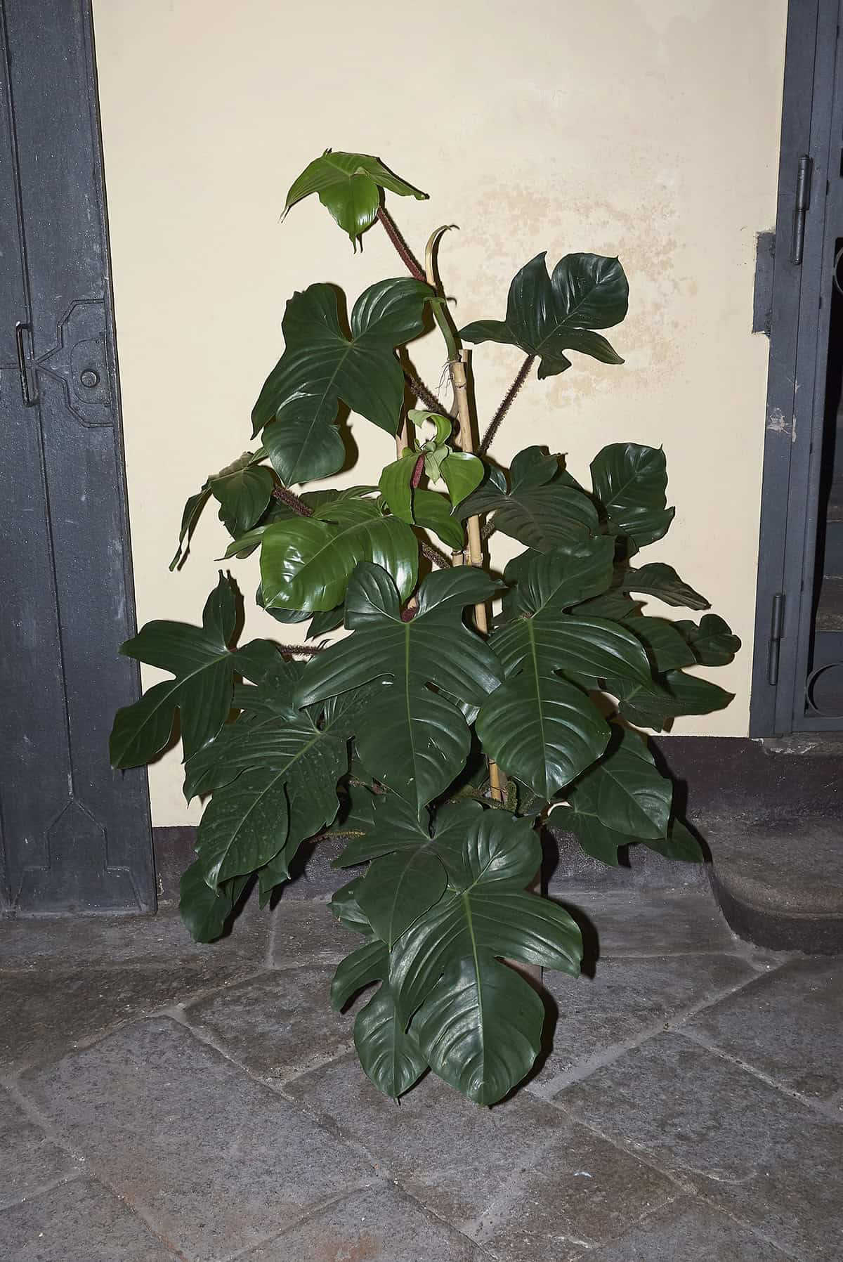 Philodendron squamiferum
